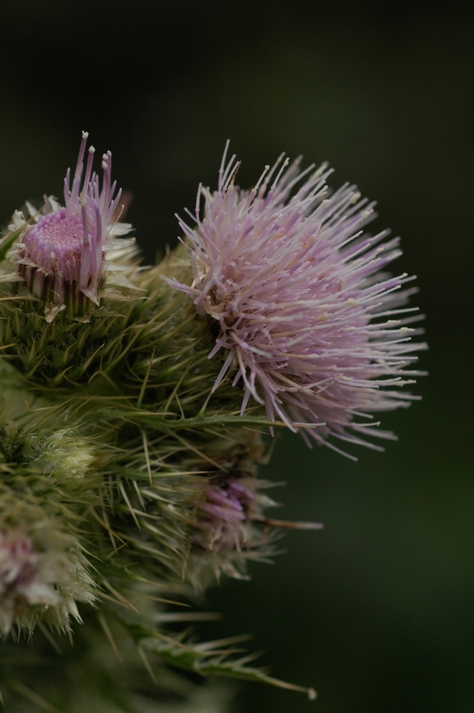 Изображение особи Cirsium polyacanthum.