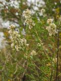 Atraphaxis frutescens. Верхушка цветущей и плодоносящей ветви. Челябинская обл., Кизильский р-н, Богдановское сельское поселение, окр. пос. Грязнушинский, долина р. Урал, верхушка прибрежного скальника, степь. 13 июня 2019 г.