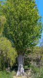Zelkova carpinifolia. Взрослое дерево. Испания, г. Мадрид, Королевский ботанический сад, в культуре. 18.04.2018.