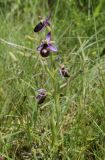 Ophrys bertolonii подвид catalaunica. Цветущее растение. Испания, автономное сообщество Каталония, провинция Жирона, комарка Сельва, муниципалитет Сускеда, окр. деревни Сант-Марти-Сакальм, 835 м н.у.м., луг. 23.05.2020.