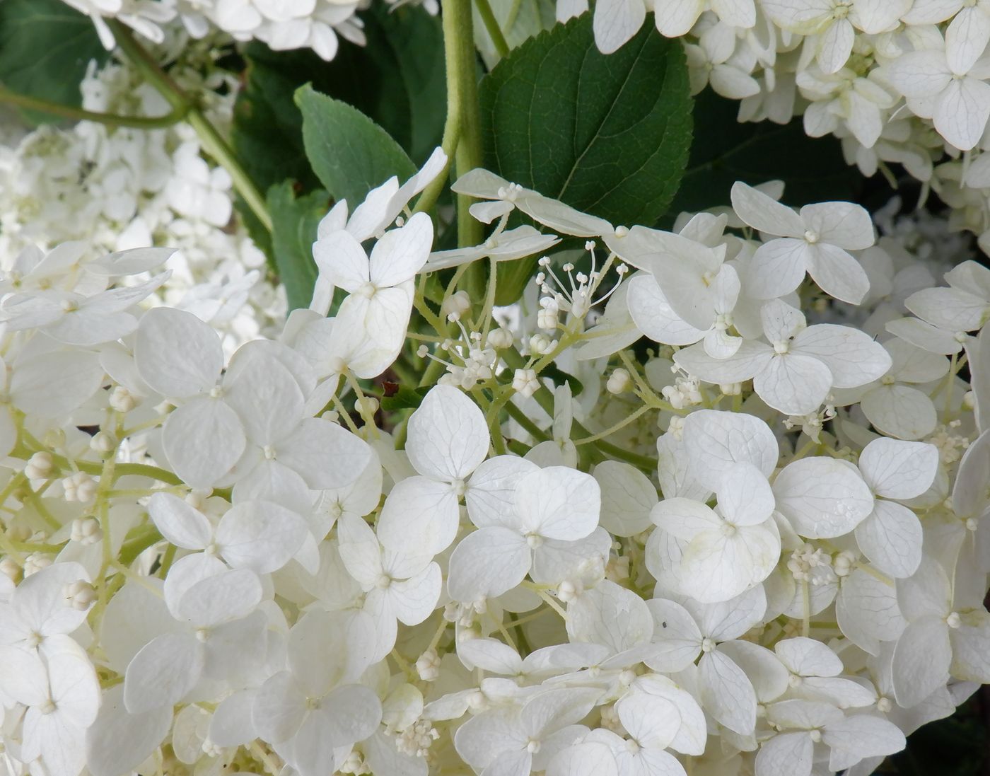 Изображение особи Hydrangea arborescens.