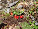 Vaccinium vitis-idaea