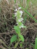 Ajuga genevensis. Цветущее растение (белоцветковая форма). Краснодарский край, Абинский р-н, окр. пос. Синегорск, луг. 10.05.2020.