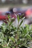 Anchusa thessala