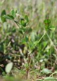 Trifolium angulatum. Цветущее растение. Крым, Керченский п-ов, Приазовье, Караларская степь, засолённый луг. 6 мая 2021 г.