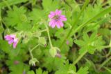 Geranium molle