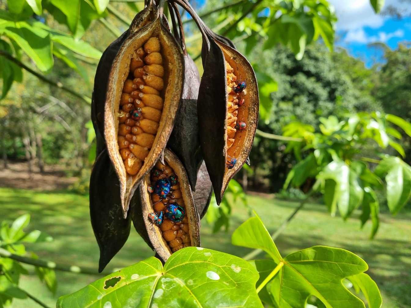 Изображение особи Brachychiton acerifolius.