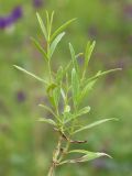 Stachys recta