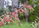 Beschorneria bracteata. Соцветие. Краснодарский край, г. Сочи, парк \"Дендрарий\", Мексиканский отдел, в культуре. 11.05.2021.