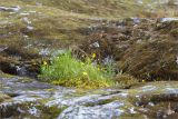 Ranunculus repens. Цветущие растения на моховой подушке. Карелия, Ладожское озеро, о. Есусаарет, расщелина в скале. 13.06.2021.