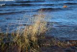 Calamagrostis groenlandica