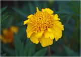 Tagetes patula. Соцветие (махровая форма). Московская обл., Раменский р-н, окр. дер. Хрипань, садовый участок. 05.08.2023.