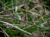 Amelanchier ovalis