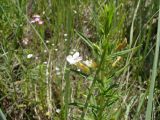 Gratiola officinalis