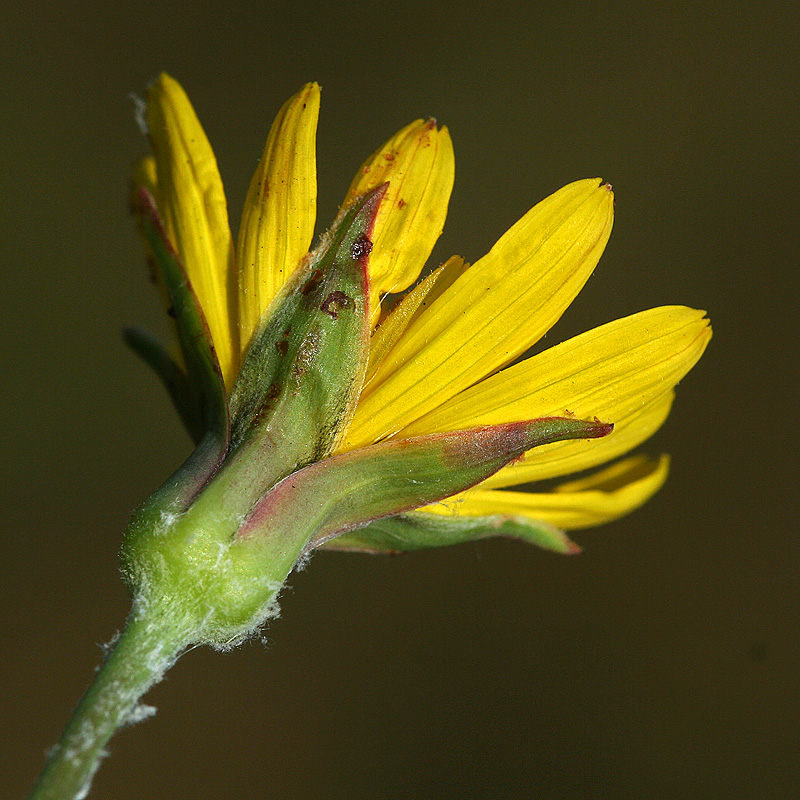 Изображение особи Tragopogon orientalis.