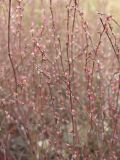 Polygonum novoascanicum