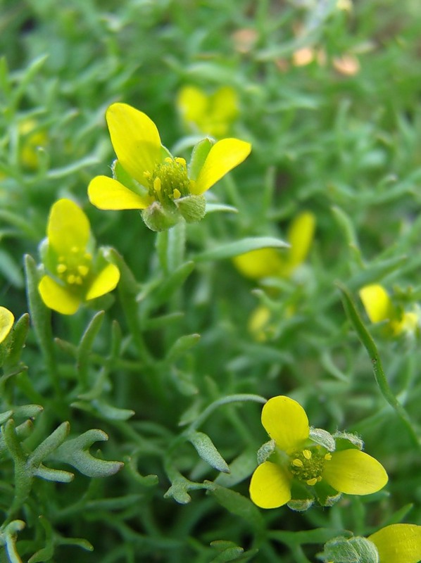 Изображение особи Ceratocephala orthoceras.