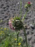 Carduus thoermeri. Соцветие (вид со стороны обёртки). Кабардино-Балкария, Зольский р-н, долина Джилы-Су. 27.07.2012.