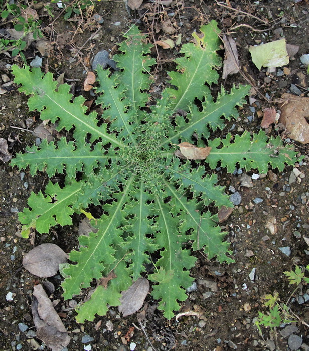 Изображение особи род Cirsium.