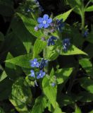 Pentaglottis sempervirens