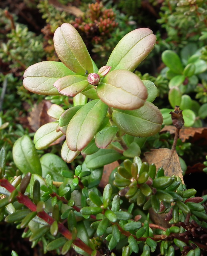 Image of Vaccinium vitis-idaea var. minus specimen.