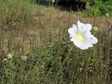 Alcea nudiflora. Верх стебля с цветком и завязавшимися плодами. Узбекистан, г. Ташкент, Ботанический сад им. Ф.Н. Русанова, 26.07.2008.