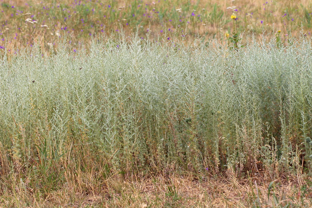 Полынь австрийская (Artemisia austriaca)