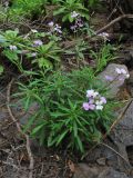 Erysimum bicolor