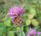 Centaurea jacea subspecies substituta. Соцветие. Черноморское побережье Кавказа, щель Прасковеевская, пустырь в посёлке. 23.08.2013.