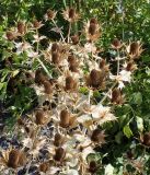 Eryngium giganteum