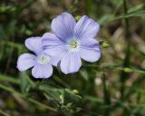 Linum nervosum