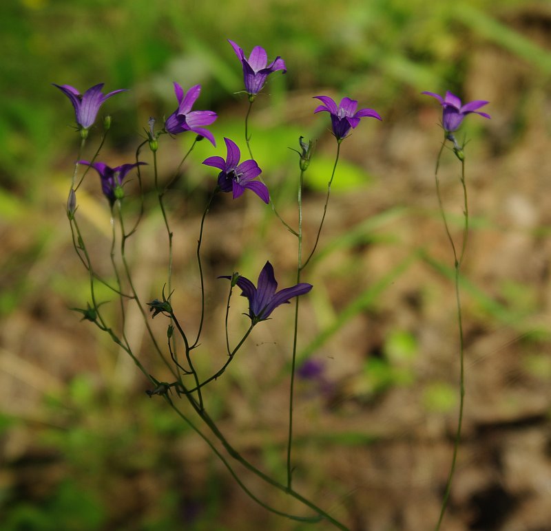 Изображение особи Campanula patula.