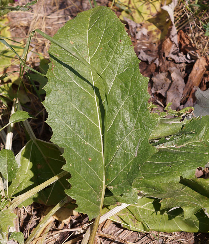 Изображение особи Cousinia umbrosa.