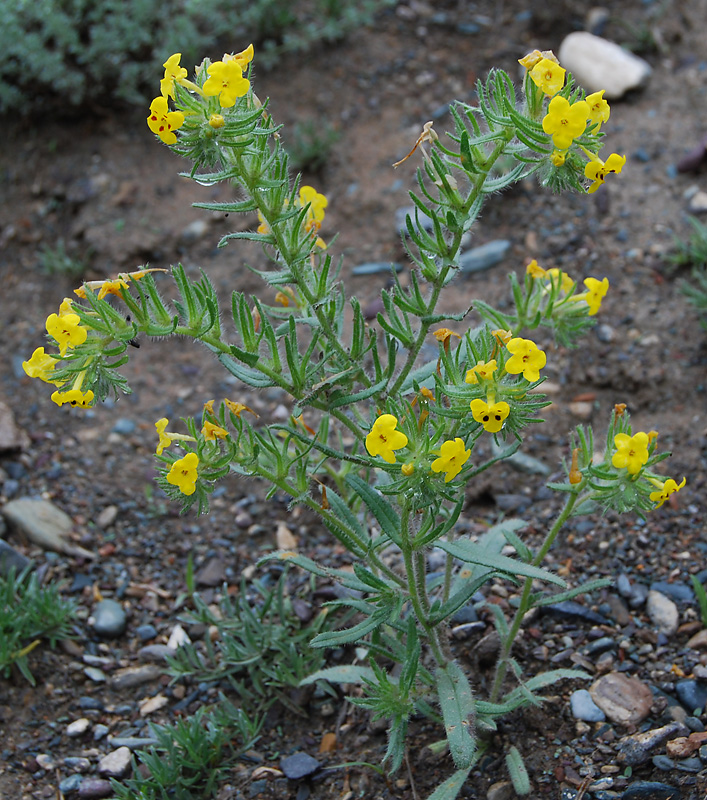 Изображение особи Arnebia guttata.