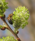 Salix cinerea