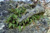 Polypodium vulgare. Растения на скале. Карачаево-Черкесия, окр. пос. Архыз, долина р. София. 18.06.2015.