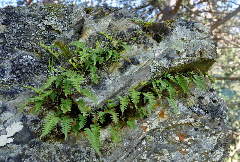 Изображение особи Polypodium vulgare.