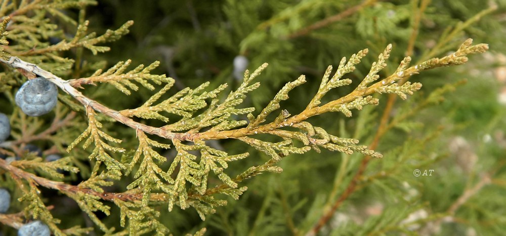 Изображение особи род Juniperus.