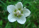 Parnassia palustris. Цветок. Якутия (Саха), Нерюнгринский р-н, заболоченный уч. на берегу р. Чульман. 14.07.2012.