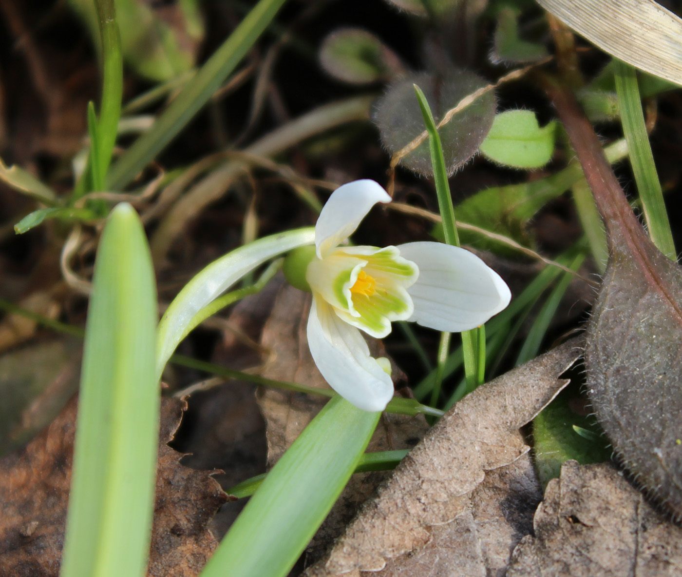 Изображение особи Galanthus nivalis.