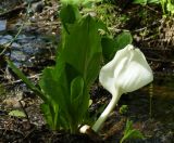 Lysichiton camtschatcensis