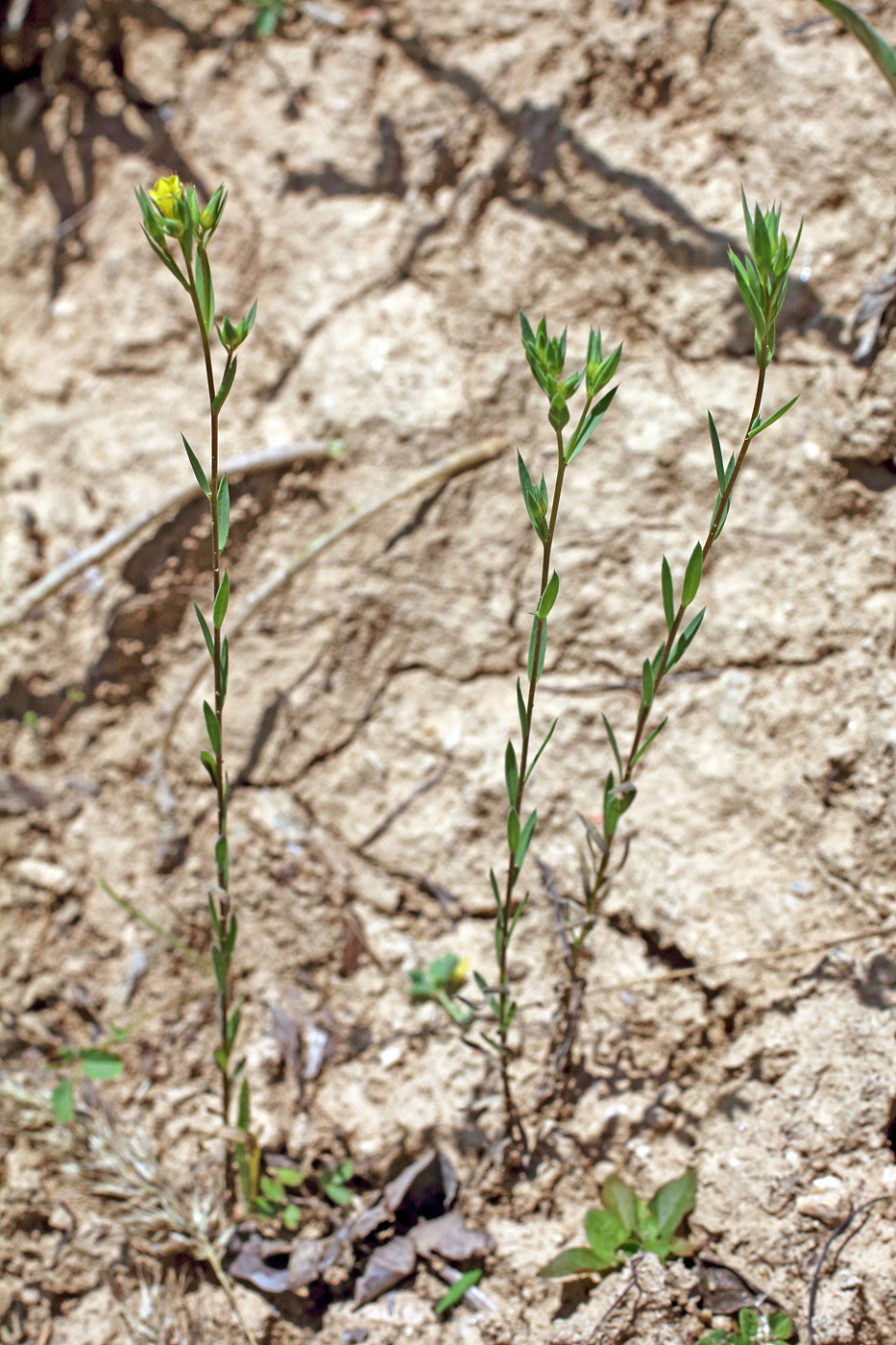 Изображение особи Linum corymbulosum.