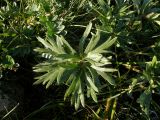 Anemonastrum crinitum. Лист. Республика Хакасия, Ширинский р-н, примерно в 23 км на запад от с. Беренжак. 4 августа 2016 г.