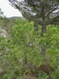 Pinus halepensis. Верхушка ветки со зрелыми и зреющими шишками. Испания, Кастилия-Ла-Манча, окр. г. Куэнка. Январь.