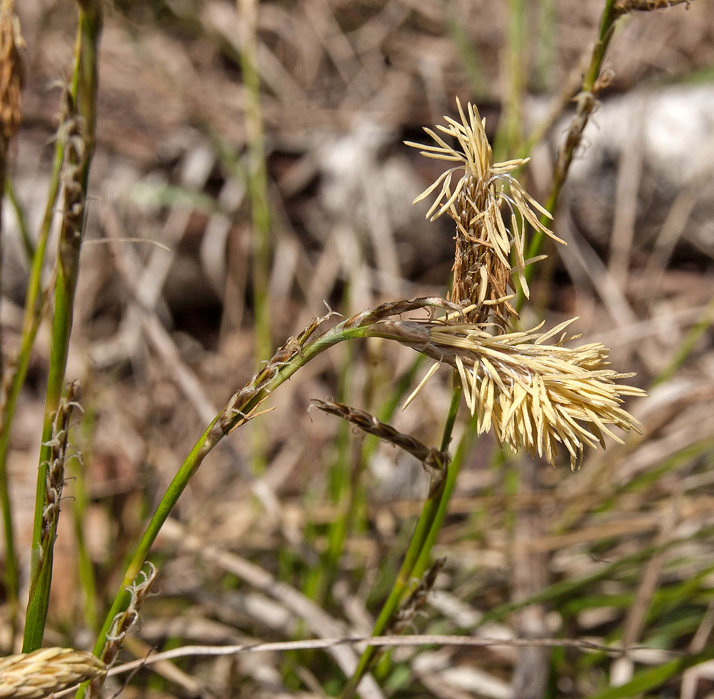 Изображение особи Carex macroura.