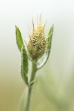 Centaurea diffusa. Формирующееся соцветие. Ростовская обл., Мясниковский р-н, Чулекская балка, обочина грунтовой дороги в степи. 16.06.2017.