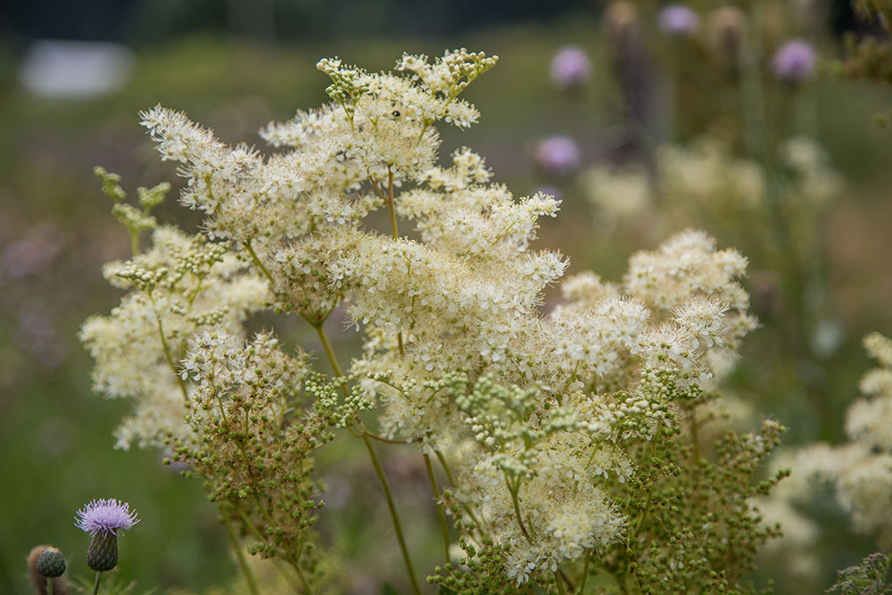 Изображение особи Filipendula ulmaria.