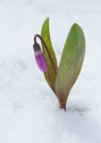 Erythronium sulevii