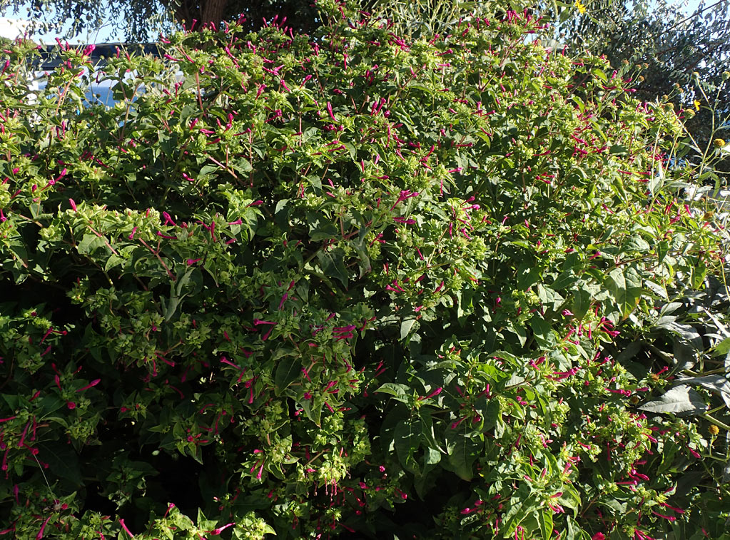 Изображение особи Mirabilis jalapa.