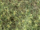 Spinifex sericeus